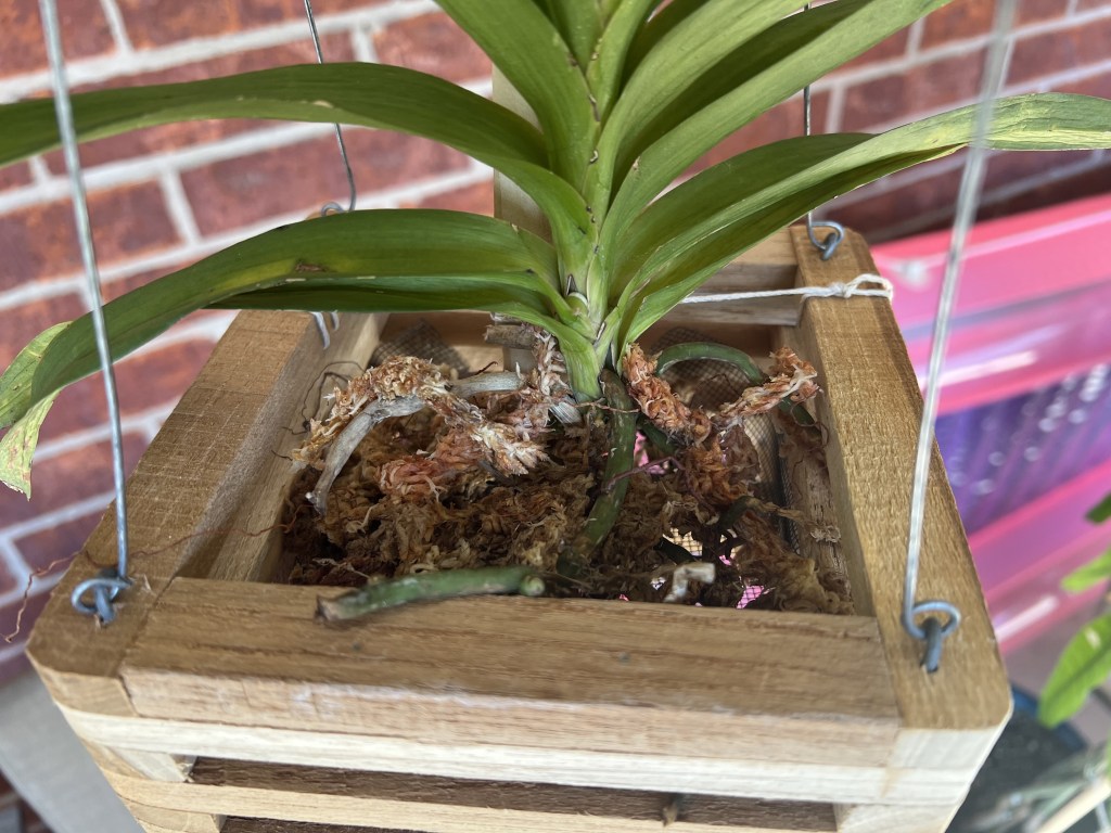 October and the Root&nbsp;Goblins