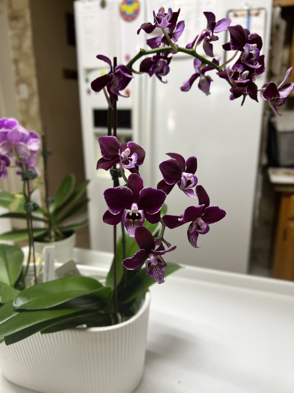 Welcome to the Royal&nbsp;Family