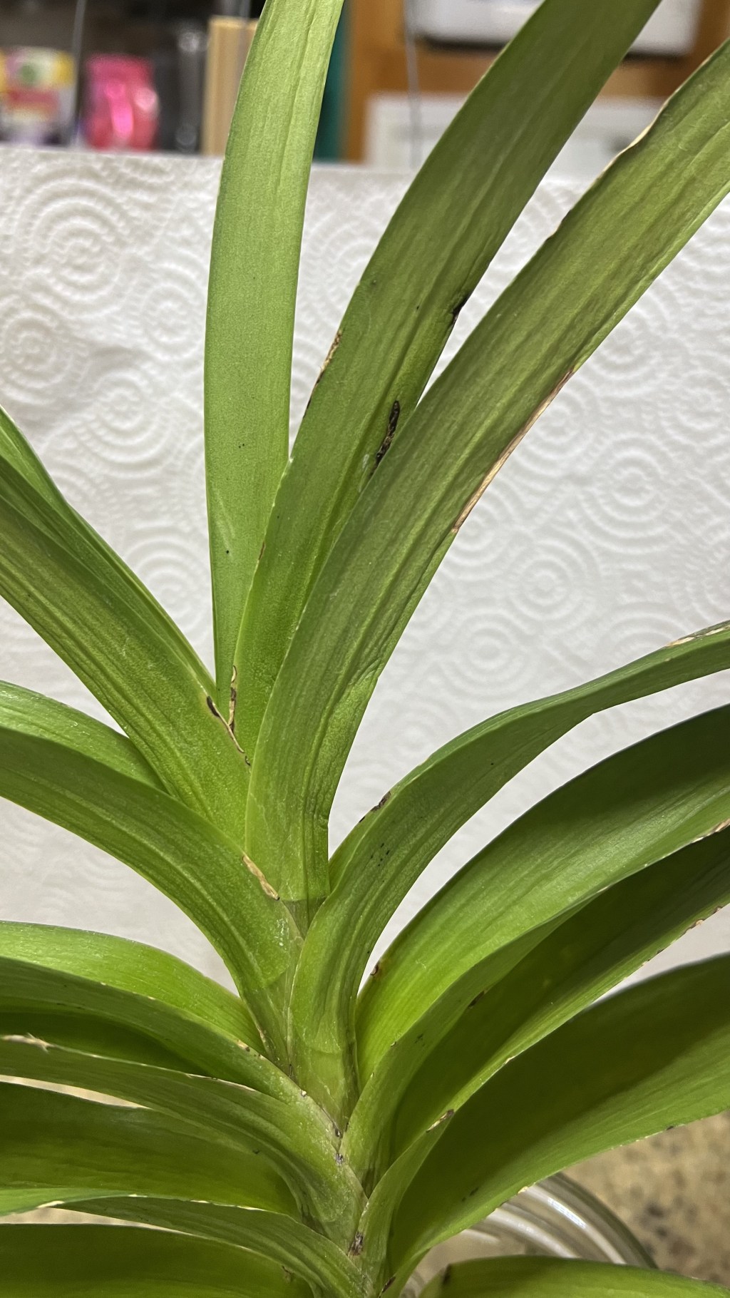 Hootie Pie – The Problem&nbsp;Child