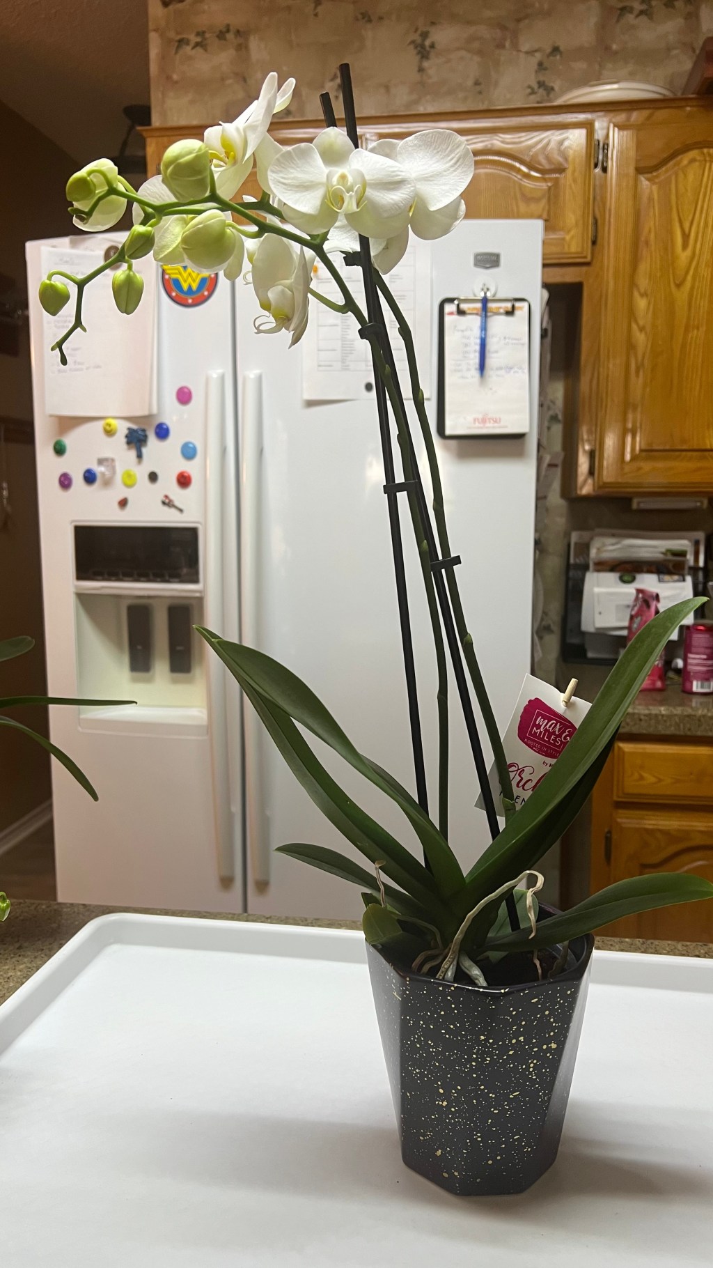 Welcome, Irene Adler