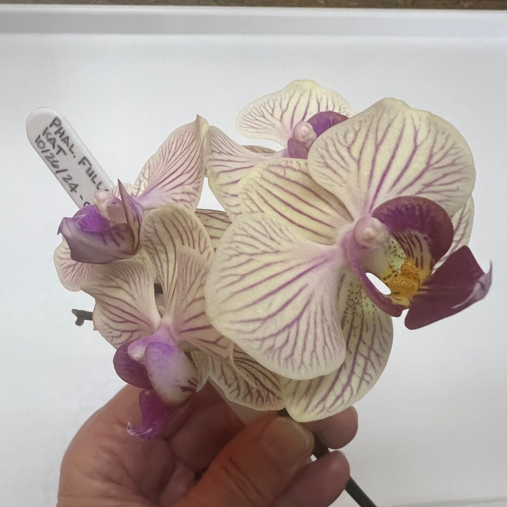 About Me and My Planty&nbsp;Journey