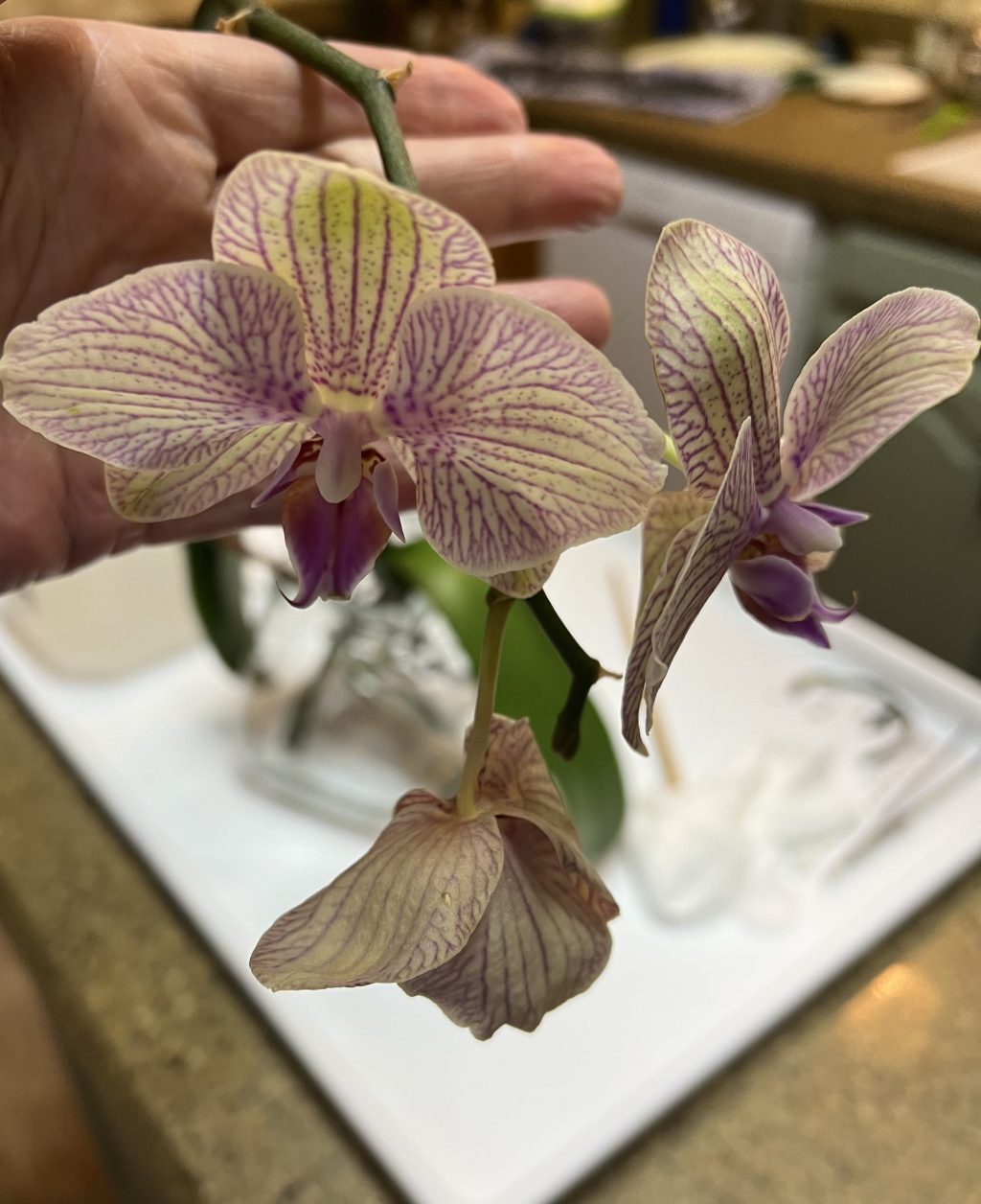 Saying Goodbye to Alais: Lessons&nbsp;Learned