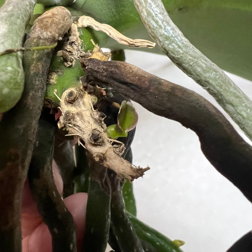 Chandebise is Going to Be a&nbsp;Mother?