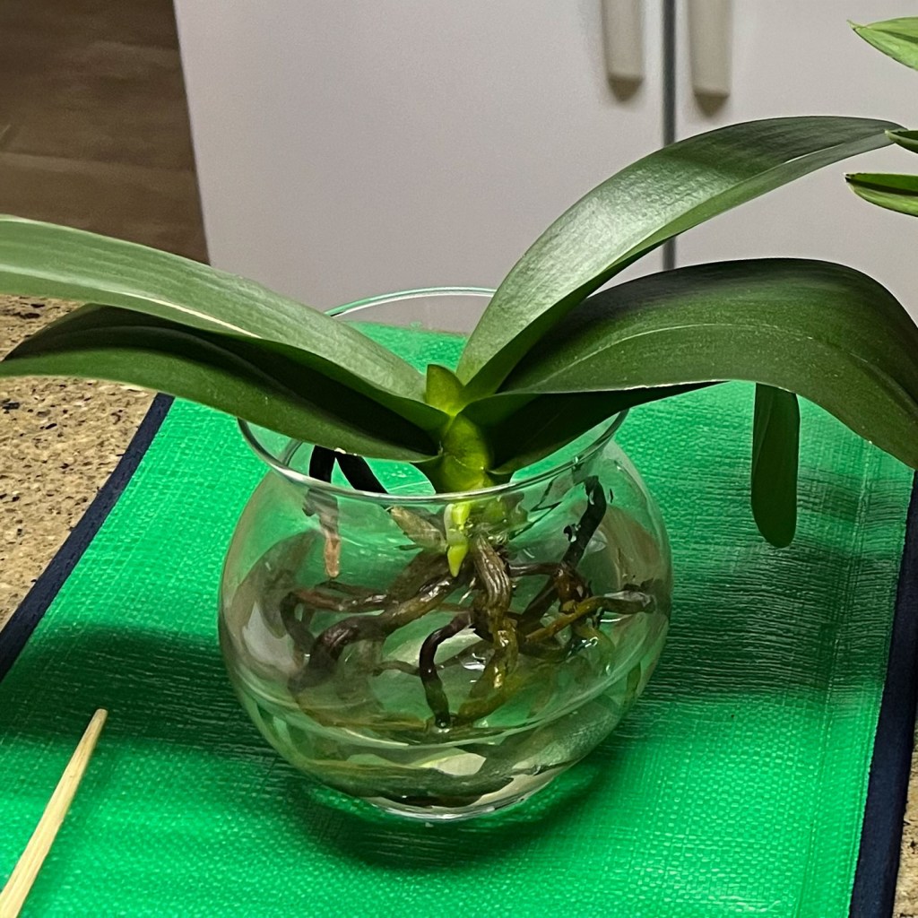 Growing Orchids in Water: What Could Go&nbsp;Wrong?