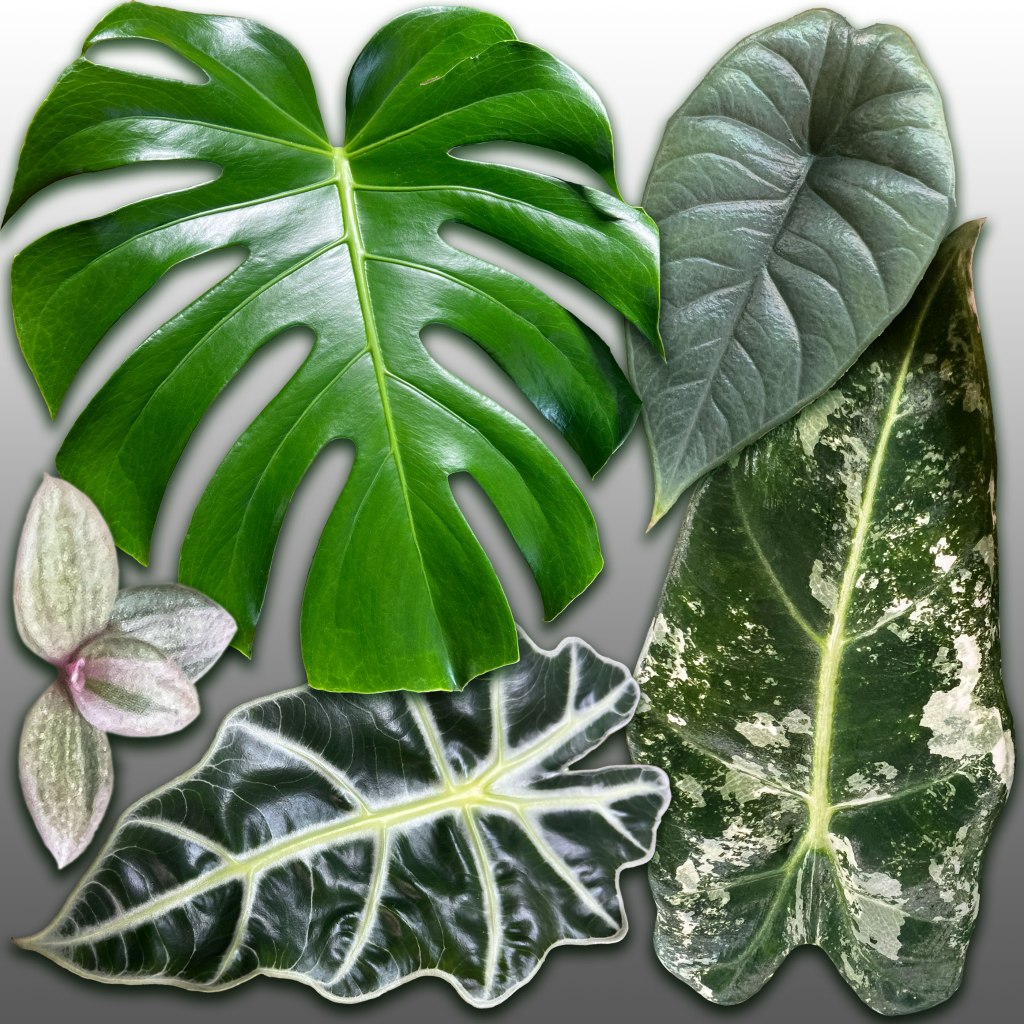 These Are A Few of My Favorite&nbsp;Leaves