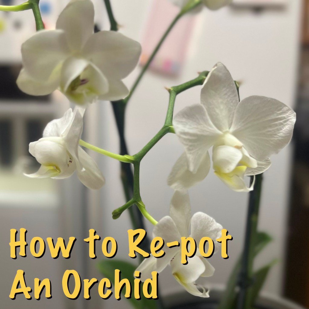 I bought an orchid. Now what do I&nbsp;do?