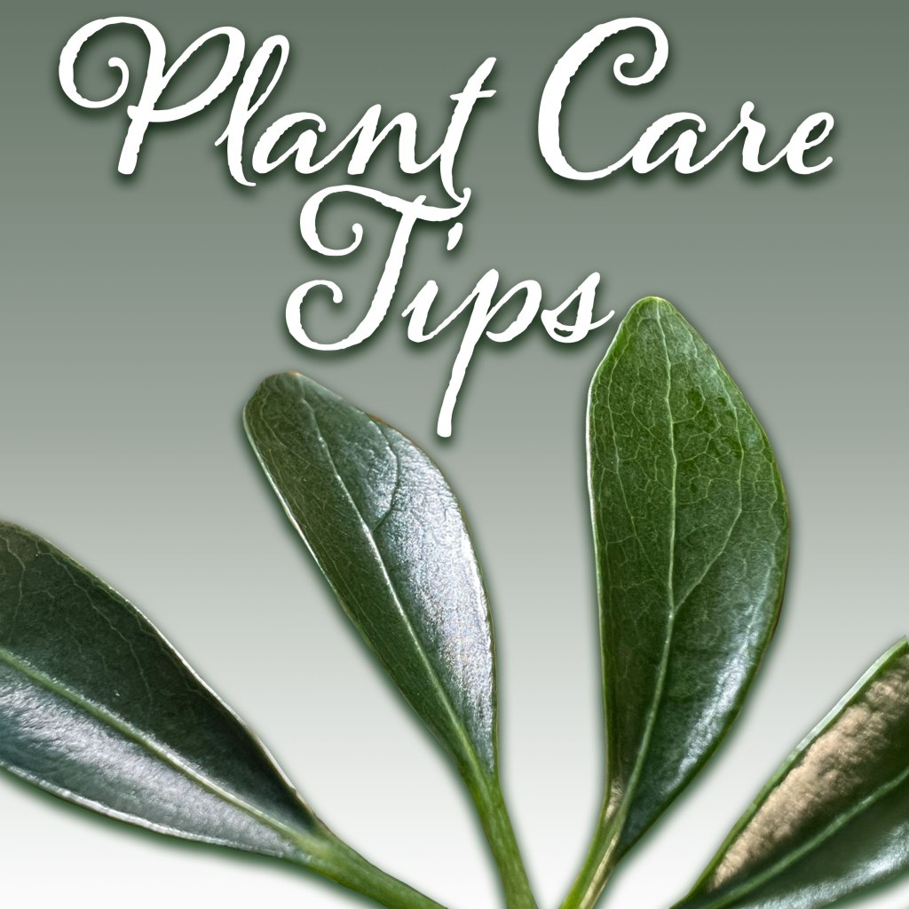 Random Plant Care&nbsp;Tip