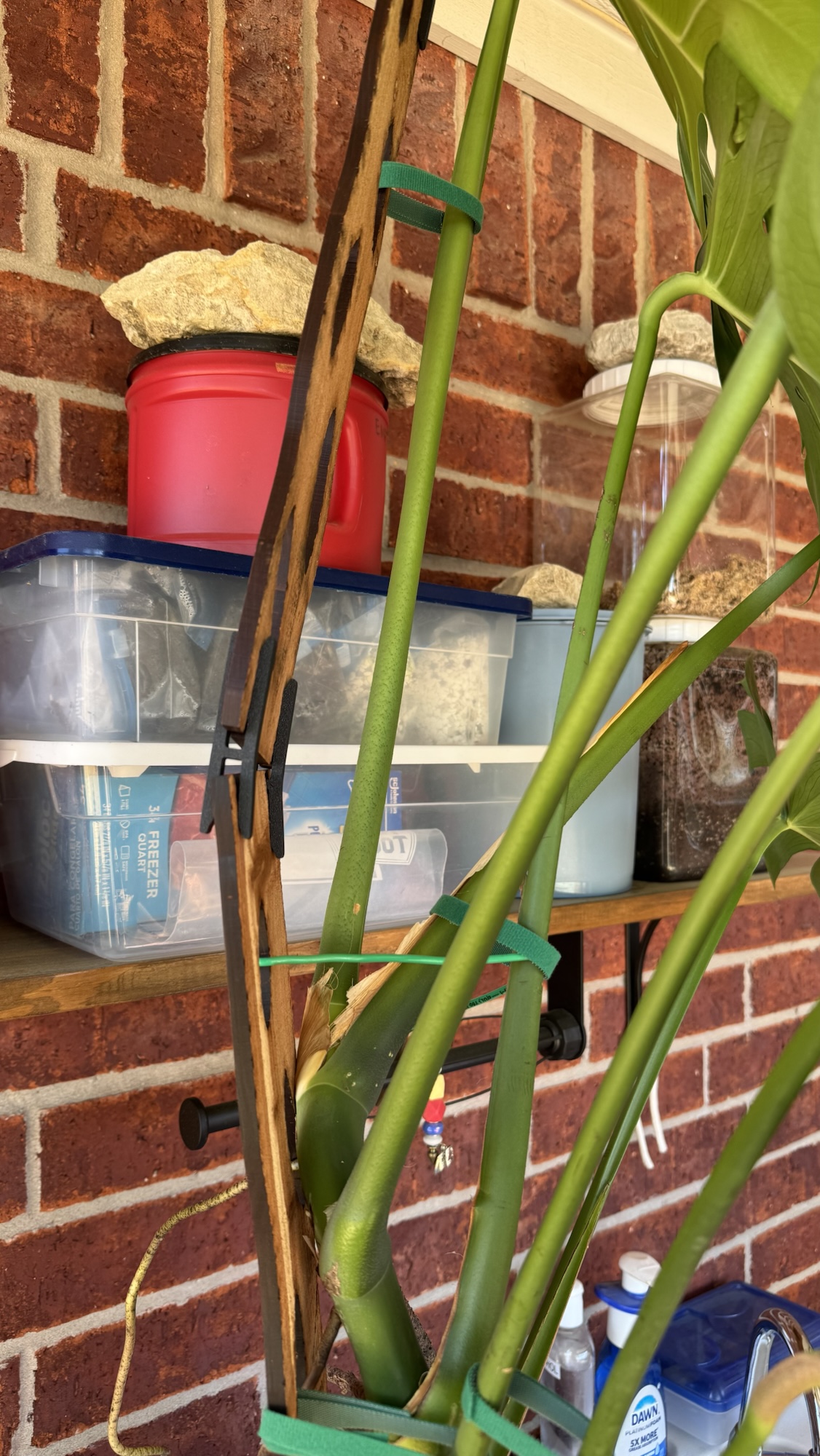 Monstera Madness & Improvisation