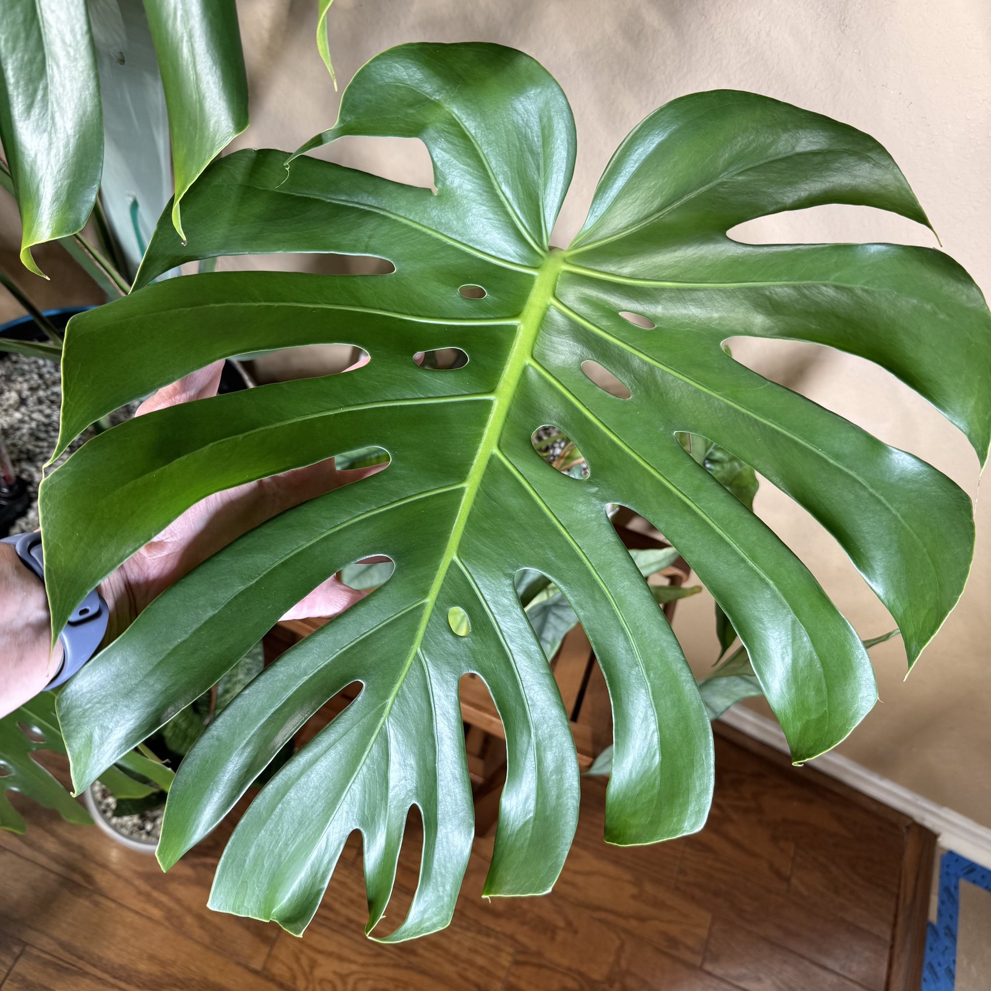 I Like Big Leaves and I Cannot Lie: A Photo Essay